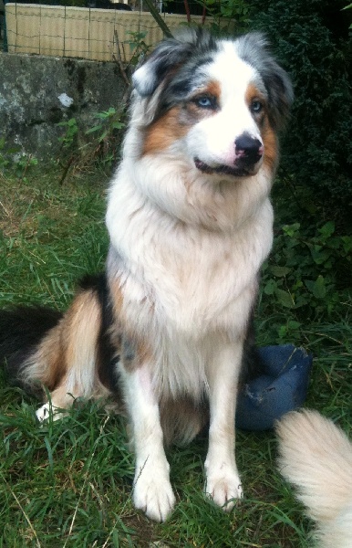 Firefly energy blue of the Little Black Moon