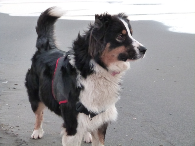 Honey brook dit heyla of Chayton Blue