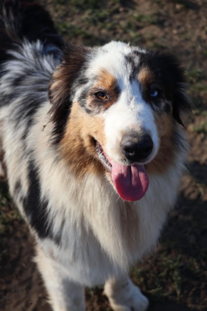 Utica Des Collines Du Lac De Paladru