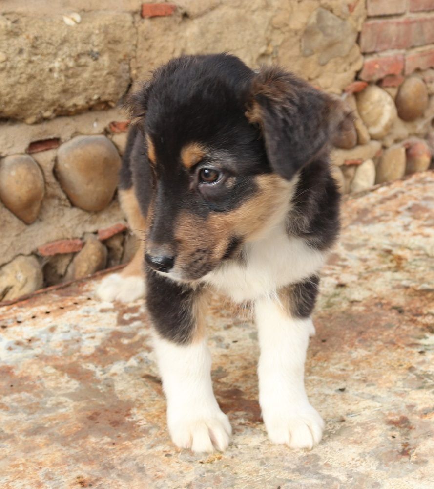 Des Collines Du Lac De Paladru - Berger Australien - Portée née le 21/10/2023