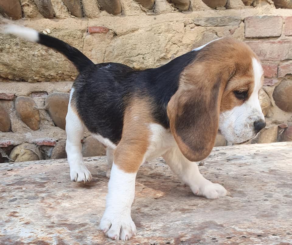 Des Collines Du Lac De Paladru - Chiots disponibles - Beagle