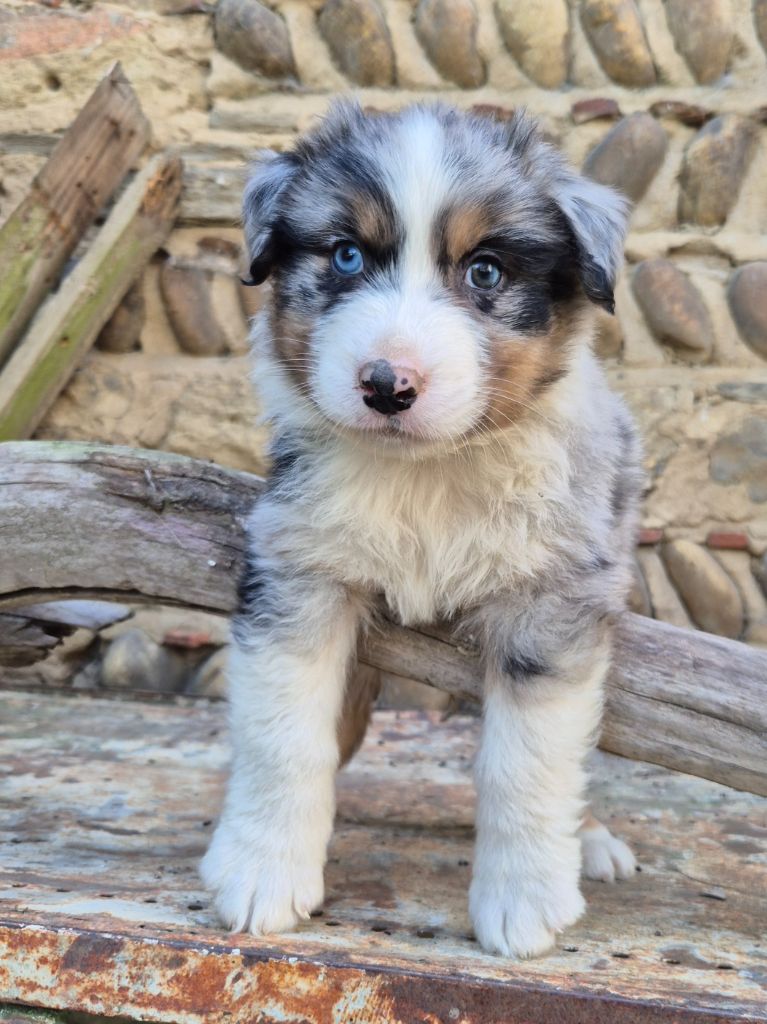 Des Collines Du Lac De Paladru - Chiots disponibles - Berger Australien
