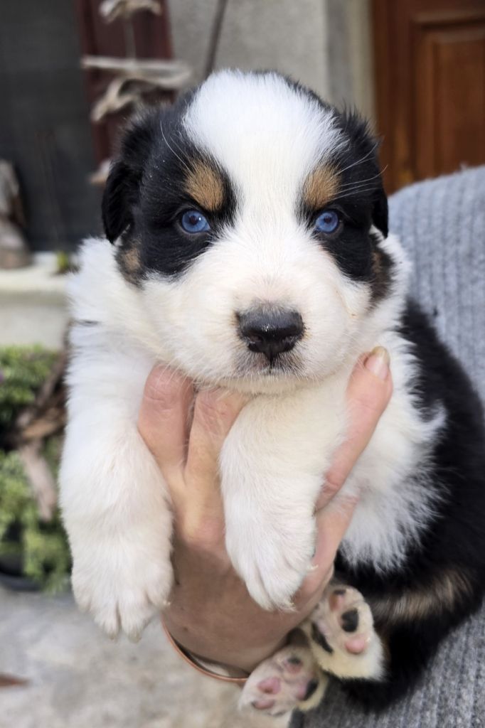 Des Collines Du Lac De Paladru - Chiots disponibles - Berger Australien