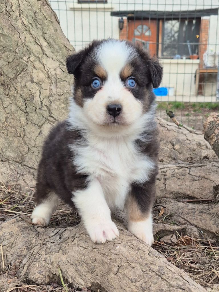 Des Collines Du Lac De Paladru - Chiots disponibles - Berger Australien