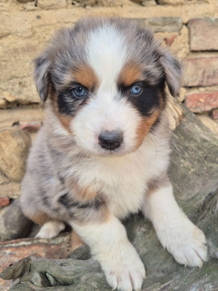 Des Collines Du Lac De Paladru - Chiots disponibles - Berger Australien