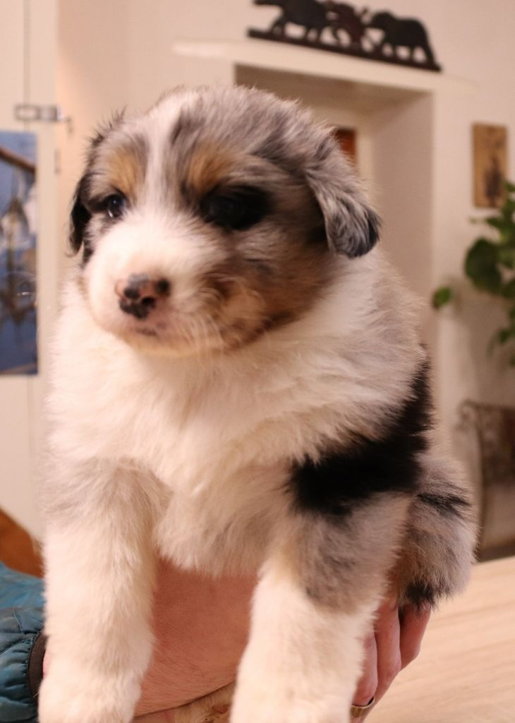 Des Collines Du Lac De Paladru - Berger Australien - Portée née le 20/12/2022