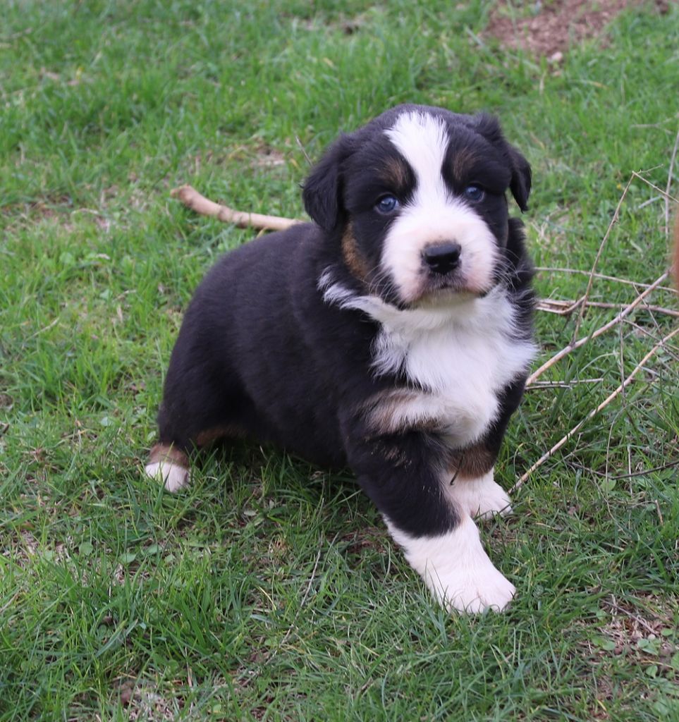 Des Collines Du Lac De Paladru - Berger Australien - Portée née le 27/09/2020
