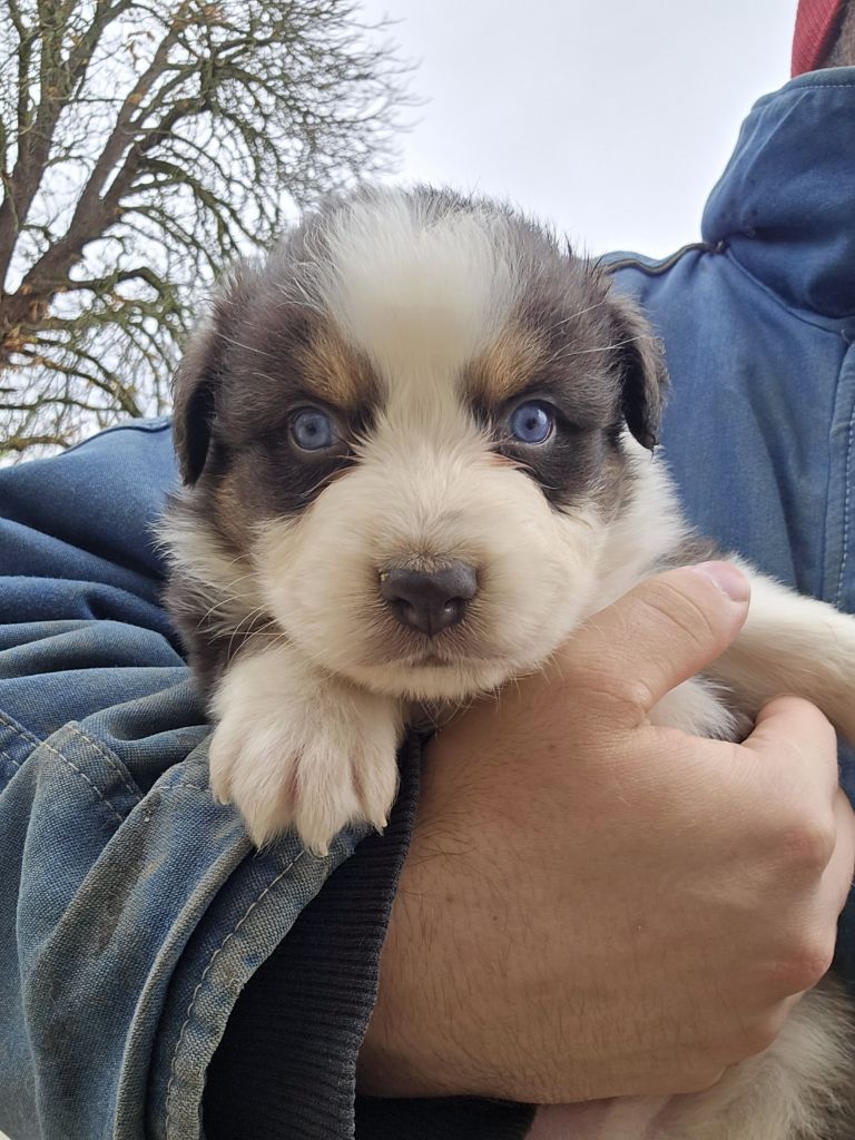 Des Collines Du Lac De Paladru - Chiots disponibles - Berger Australien
