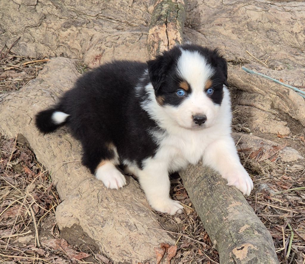 Des Collines Du Lac De Paladru - Chiots disponibles - Berger Australien