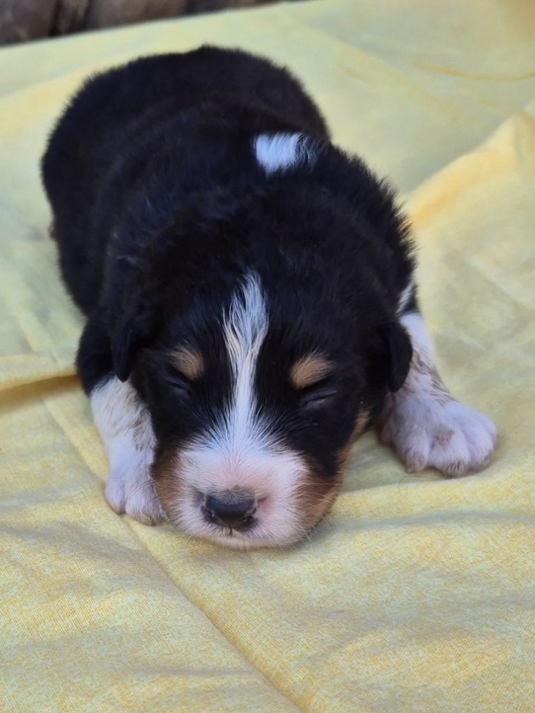 Des Collines Du Lac De Paladru - Chiots disponibles - Berger Australien
