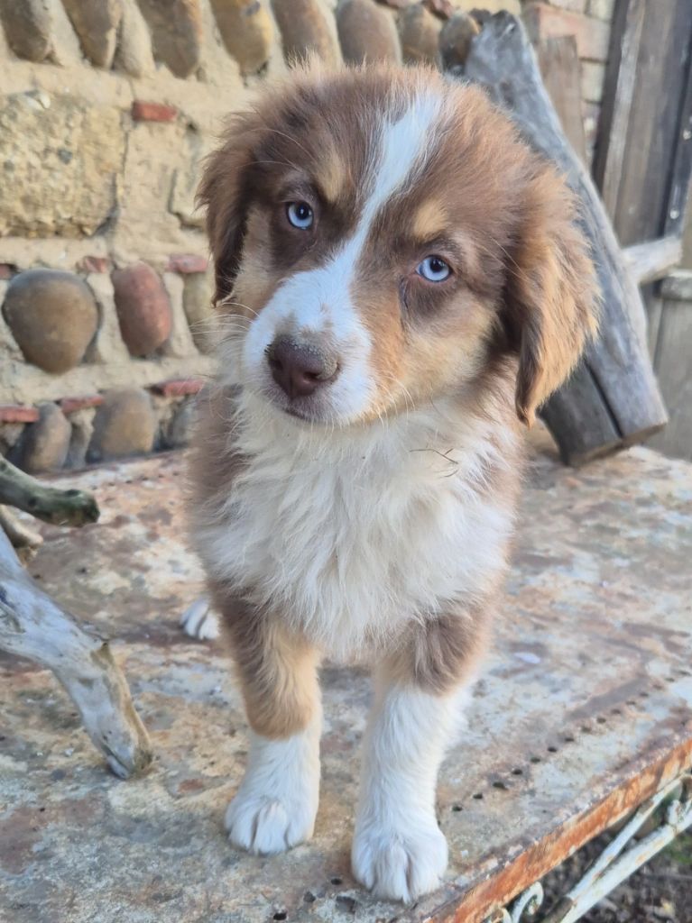 Des Collines Du Lac De Paladru - Chiots disponibles - Berger Australien
