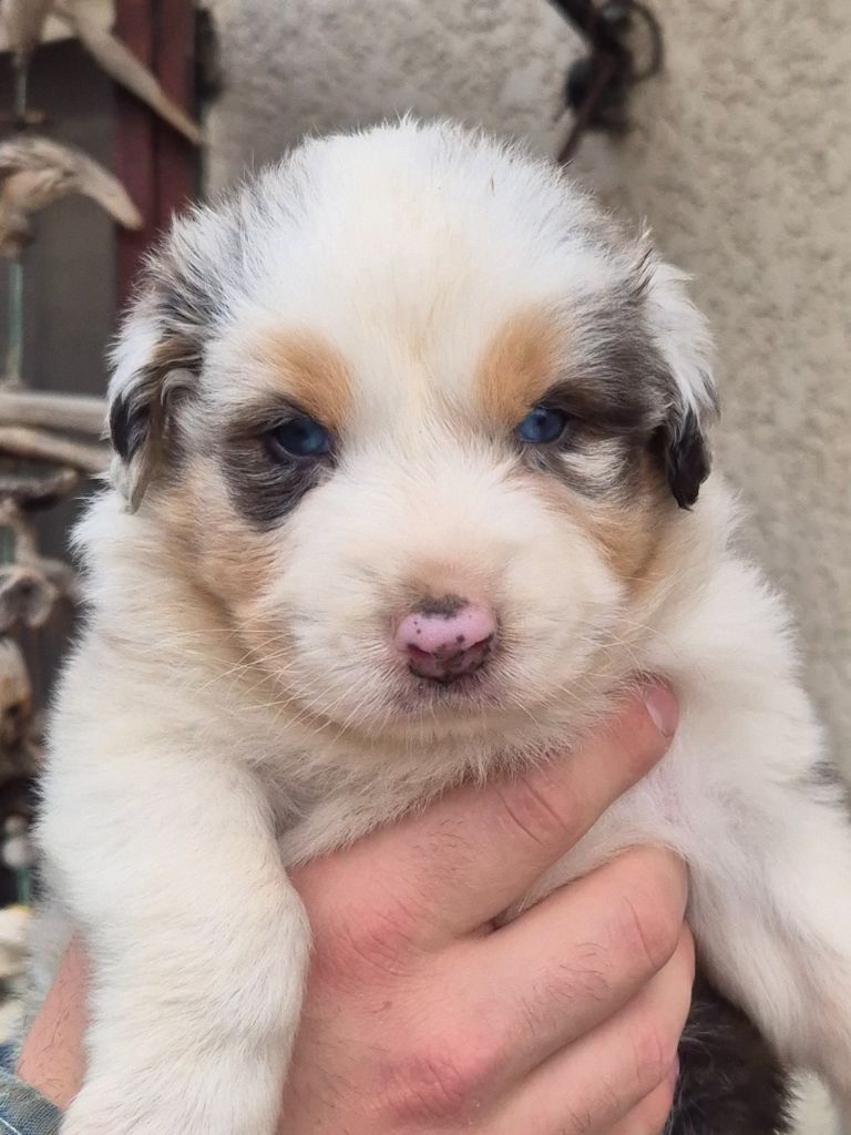 Des Collines Du Lac De Paladru - Chiots disponibles - Berger Australien