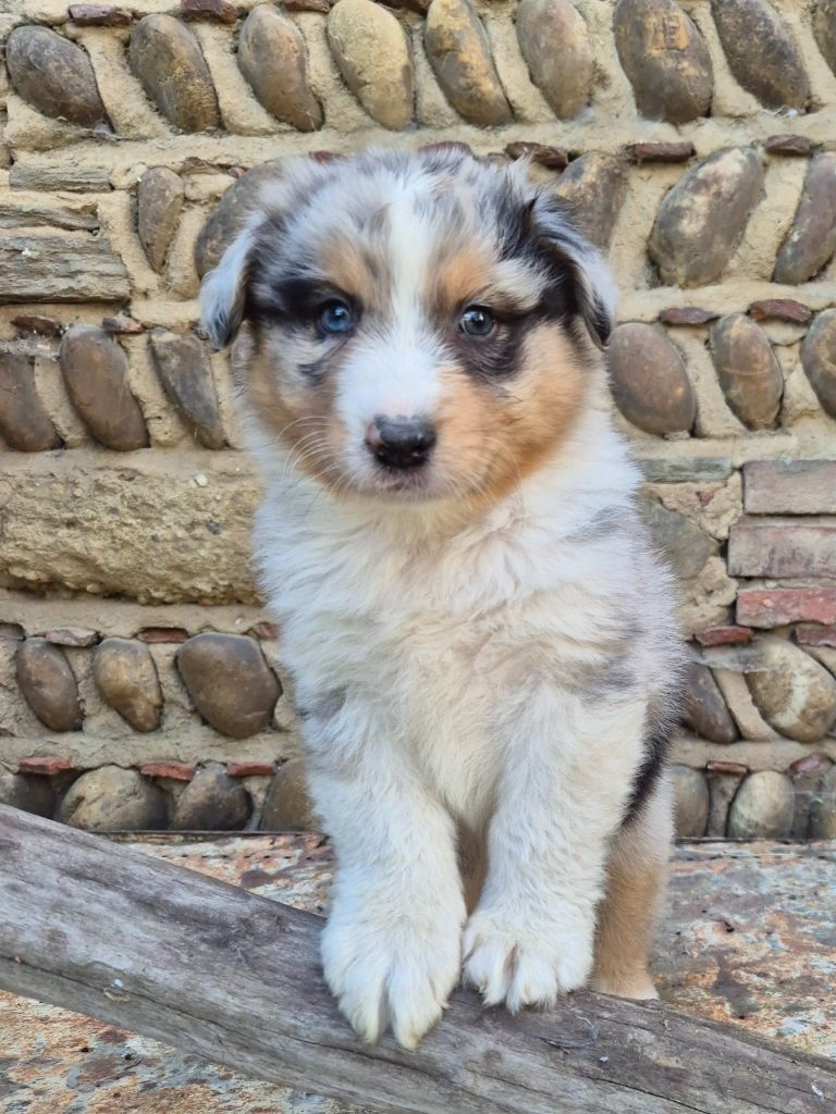 Des Collines Du Lac De Paladru - Chiots disponibles - Berger Australien